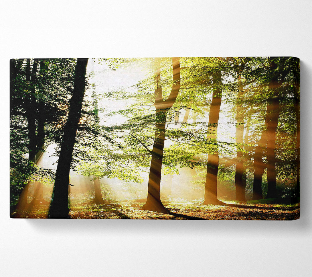  A Canvas Print of Treeline Sunbeam Canvas Art