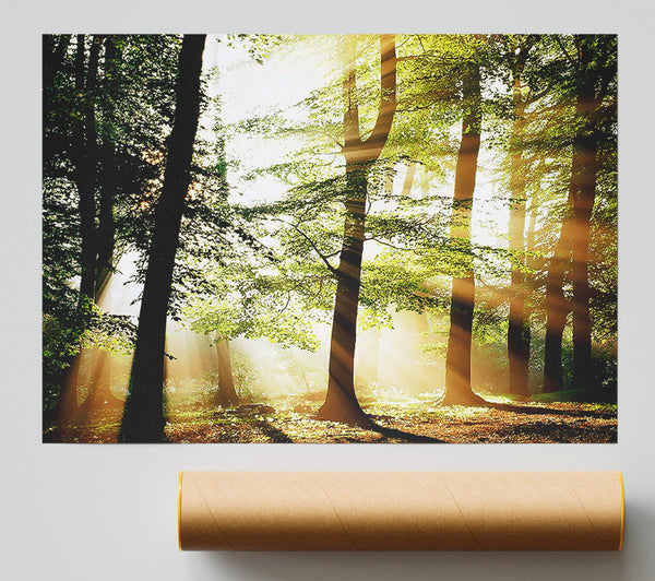 Treeline Sunbeam Giclee Print