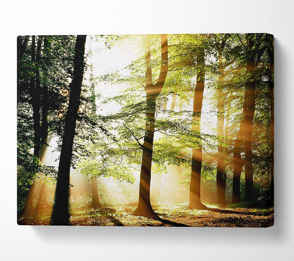  A Canvas Print of Treeline Sunbeam Canvas Art