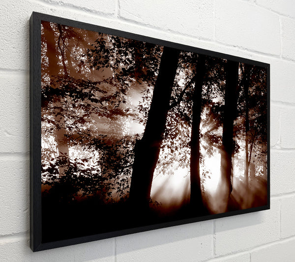 Sunrays Through The Woodland Brown