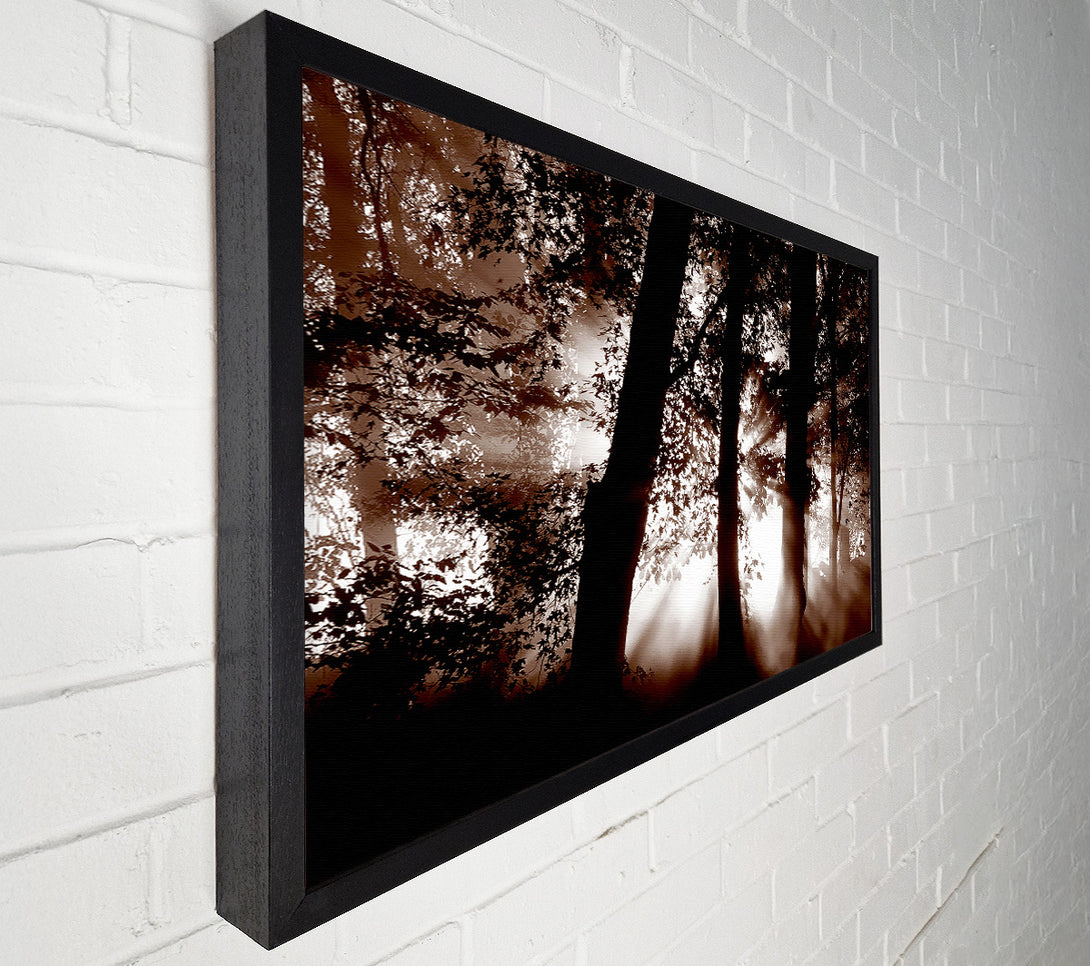  A Canvas Print of Sunrays Through The Woodland Brown Canvas Art