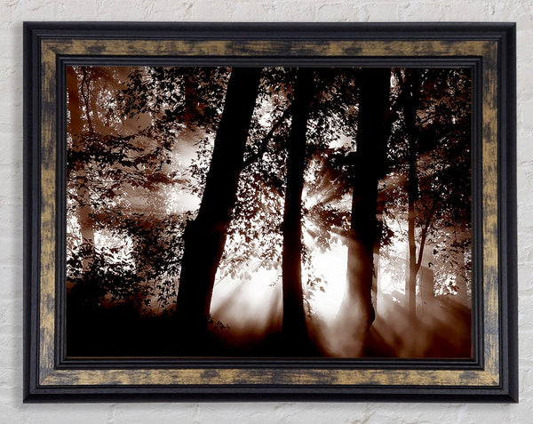 Sunrays Through The Woodland Brown Framed Print