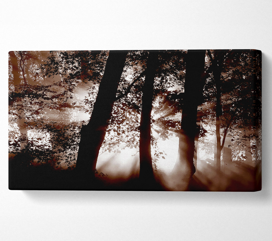  A Canvas Print of Sunrays Through The Woodland Brown Canvas Art