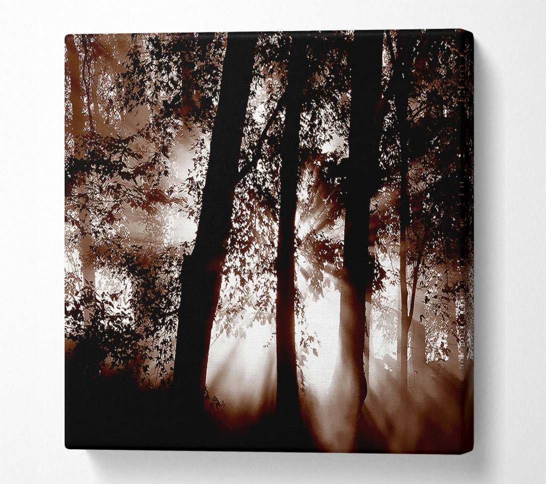  A Canvas Print of Sunrays Through The Woodland Brown Canvas Art