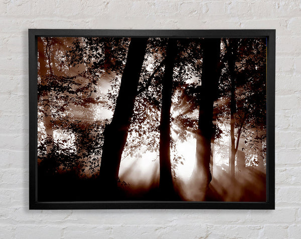 Sunrays Through The Woodland Brown Framed Print