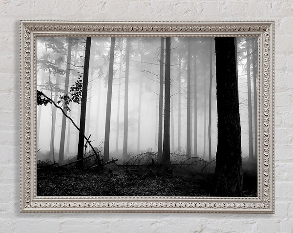 Schwarz-Weiß-Waldnebel