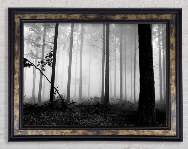 Black n White Woodland Mist Framed Print