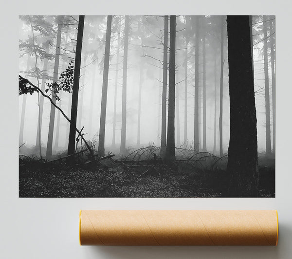 Black N White Woodland Mist Poster