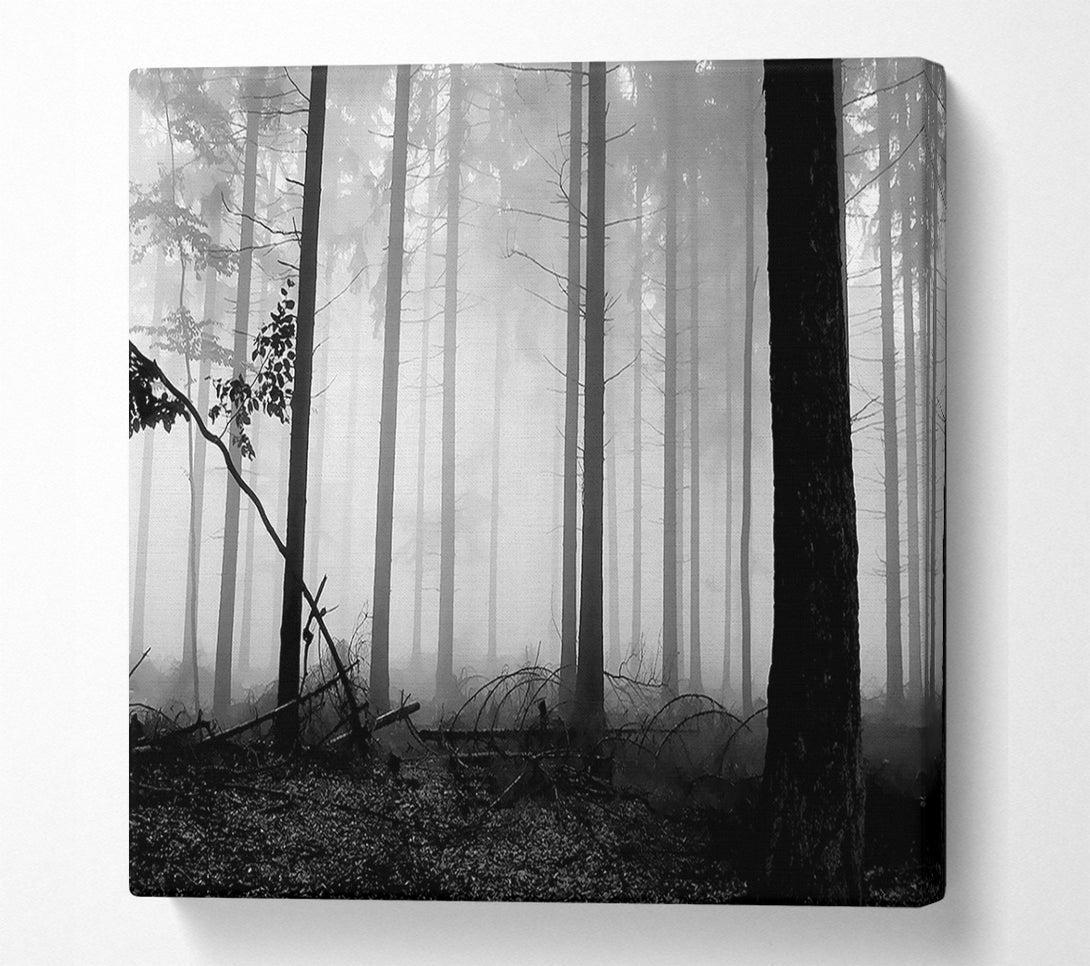  A Canvas Print of Black n White Woodland Mist Canvas Wall Art
