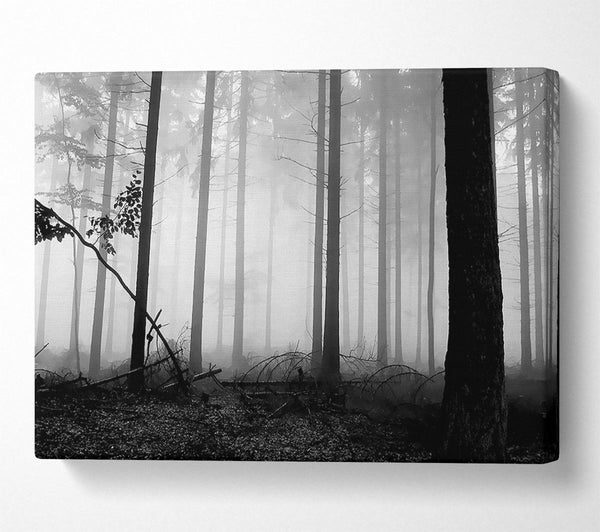  A Canvas Print of Black n White Woodland Mist Canvas Wall Art
