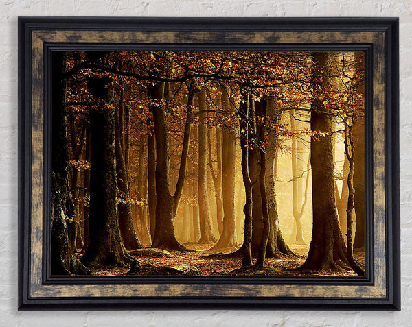 Land Of Trees Framed Print