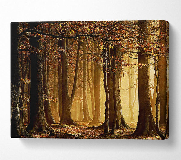 A Canvas Print of Land Of Trees Canvas Wall Art