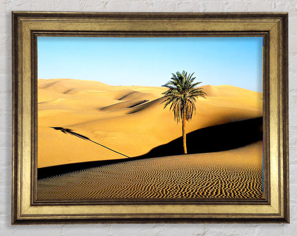 Desert Palmtree