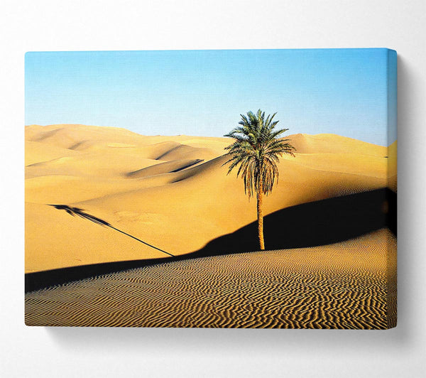  A Canvas Print of Desert Palmtree Canvas Print