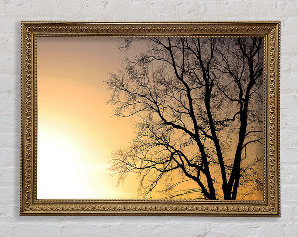 Calm Winter Sun Framed Print