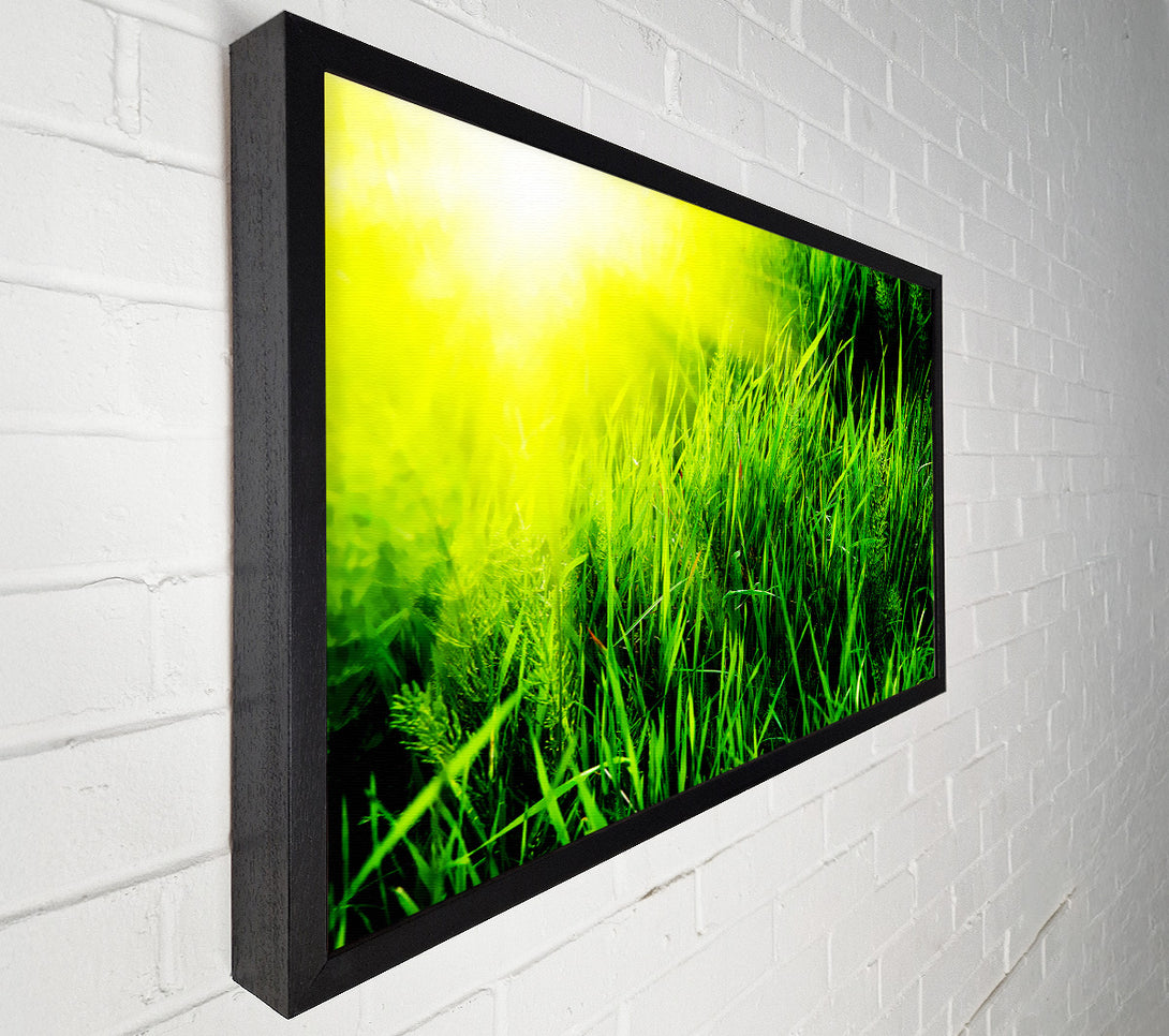 A Canvas Print of Sunbeams Through The Grass Canvas Print