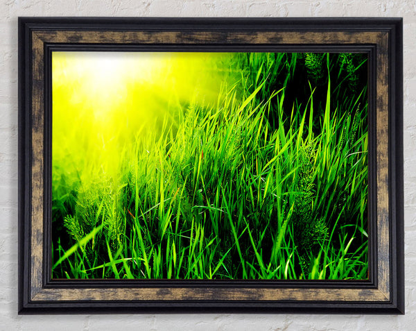 Sunbeams Through The Grass Framed Print