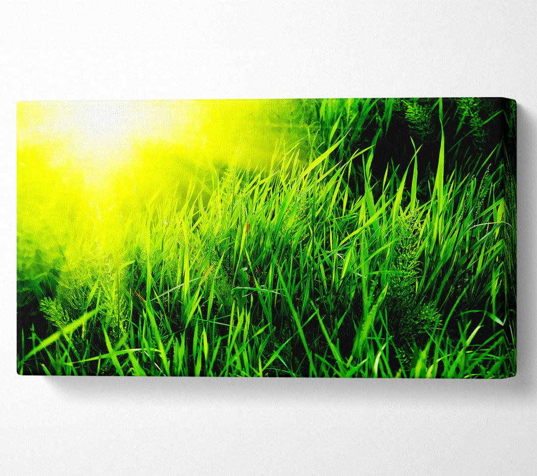  A Canvas Print of Sunbeams Through The Grass Canvas Print