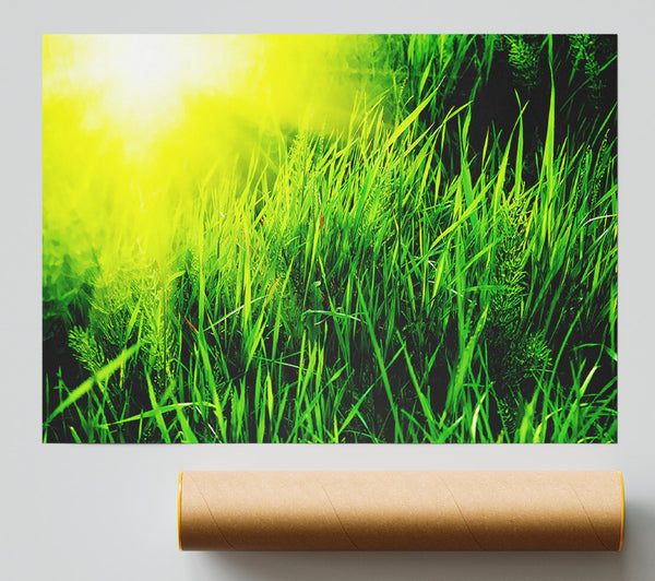 Sunbeams Through The Grass Giclee Print