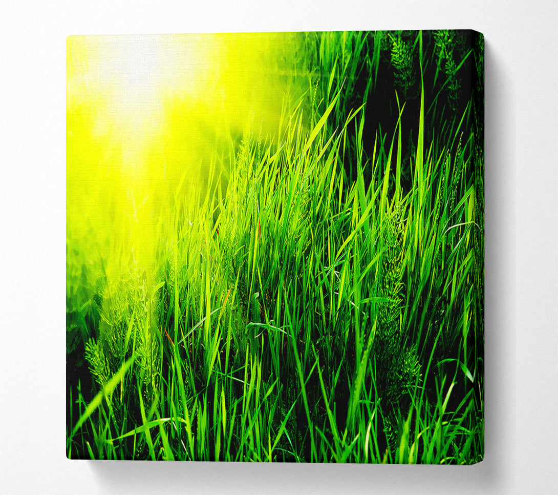  A Canvas Print of Sunbeams Through The Grass Canvas Print