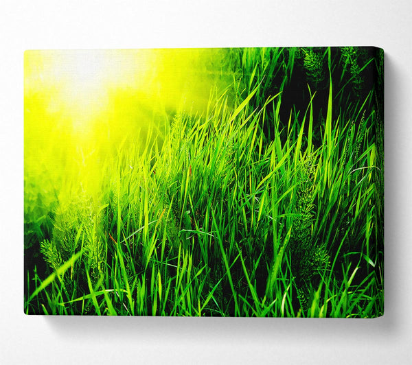  A Canvas Print of Sunbeams Through The Grass Canvas Print