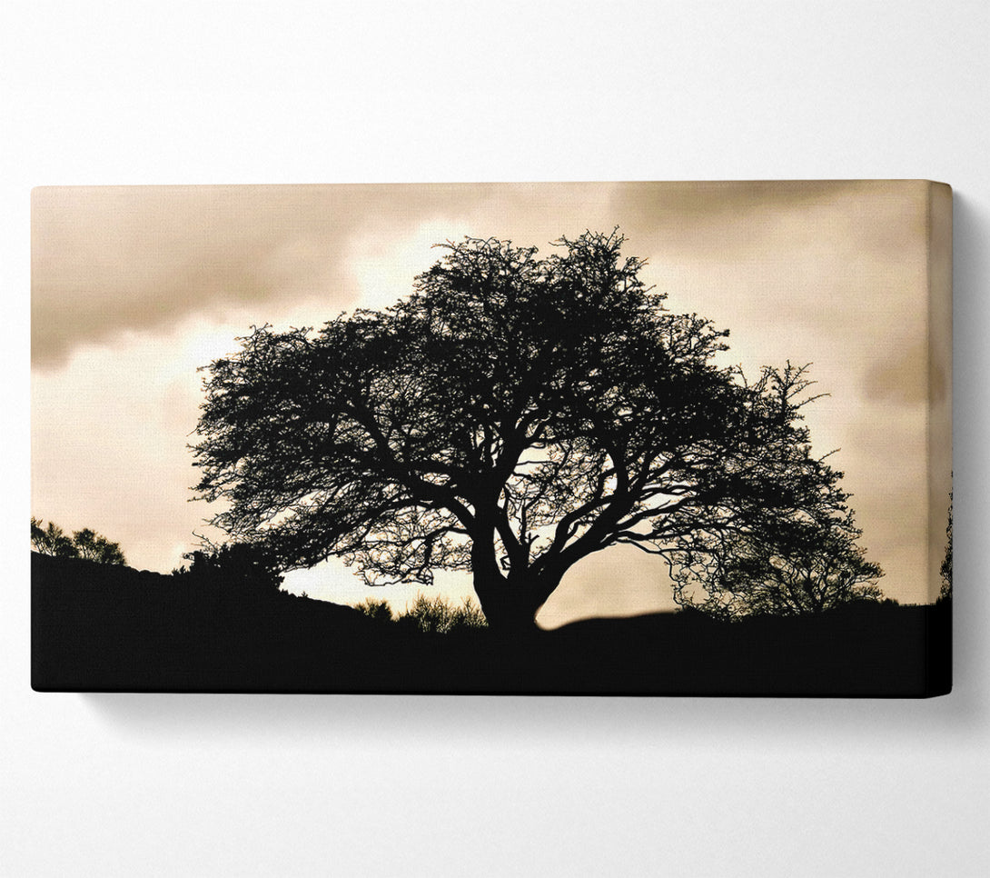  A Canvas Print of Tree In First Light Canvas Art