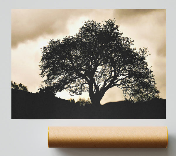 Tree In First Light Giclee Print