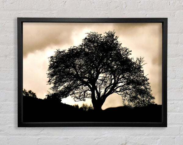 Tree In First Light Framed Print