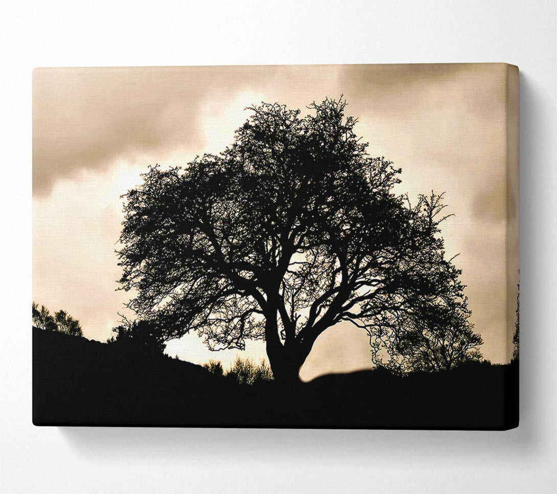  A Canvas Print of Tree In First Light Canvas Art