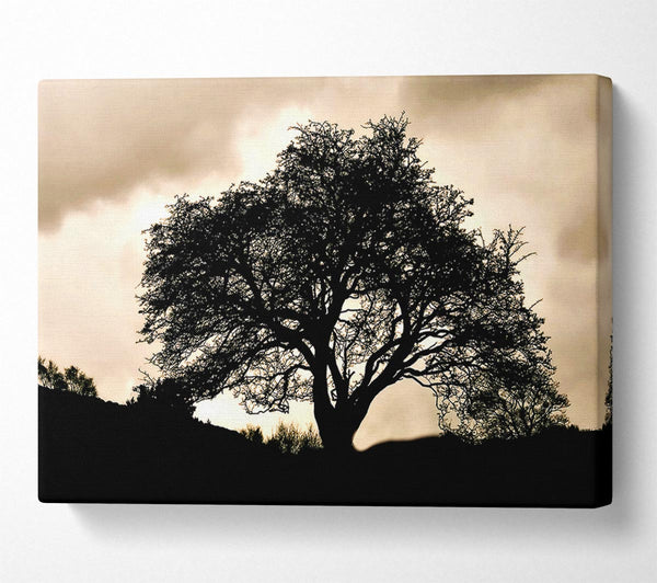  A Canvas Print of Tree In First Light Canvas Art