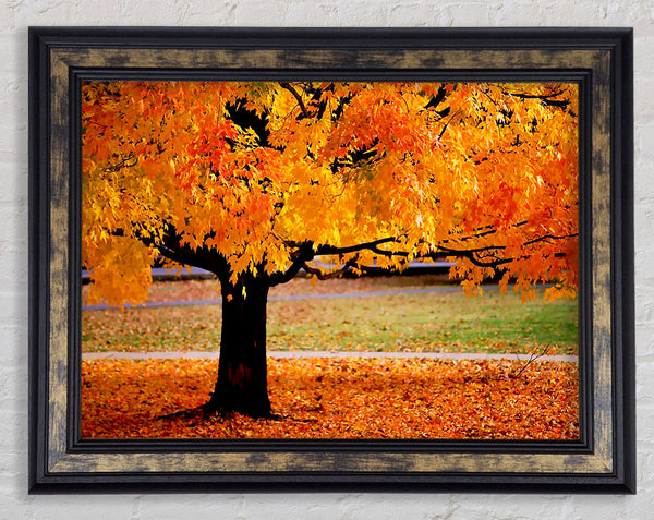 Orange Autumn Tree Framed Print