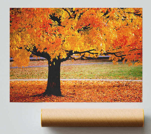 Orange Autumn Tree Poster