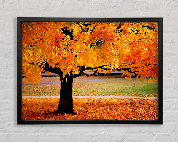Orange Autumn Tree Framed Print