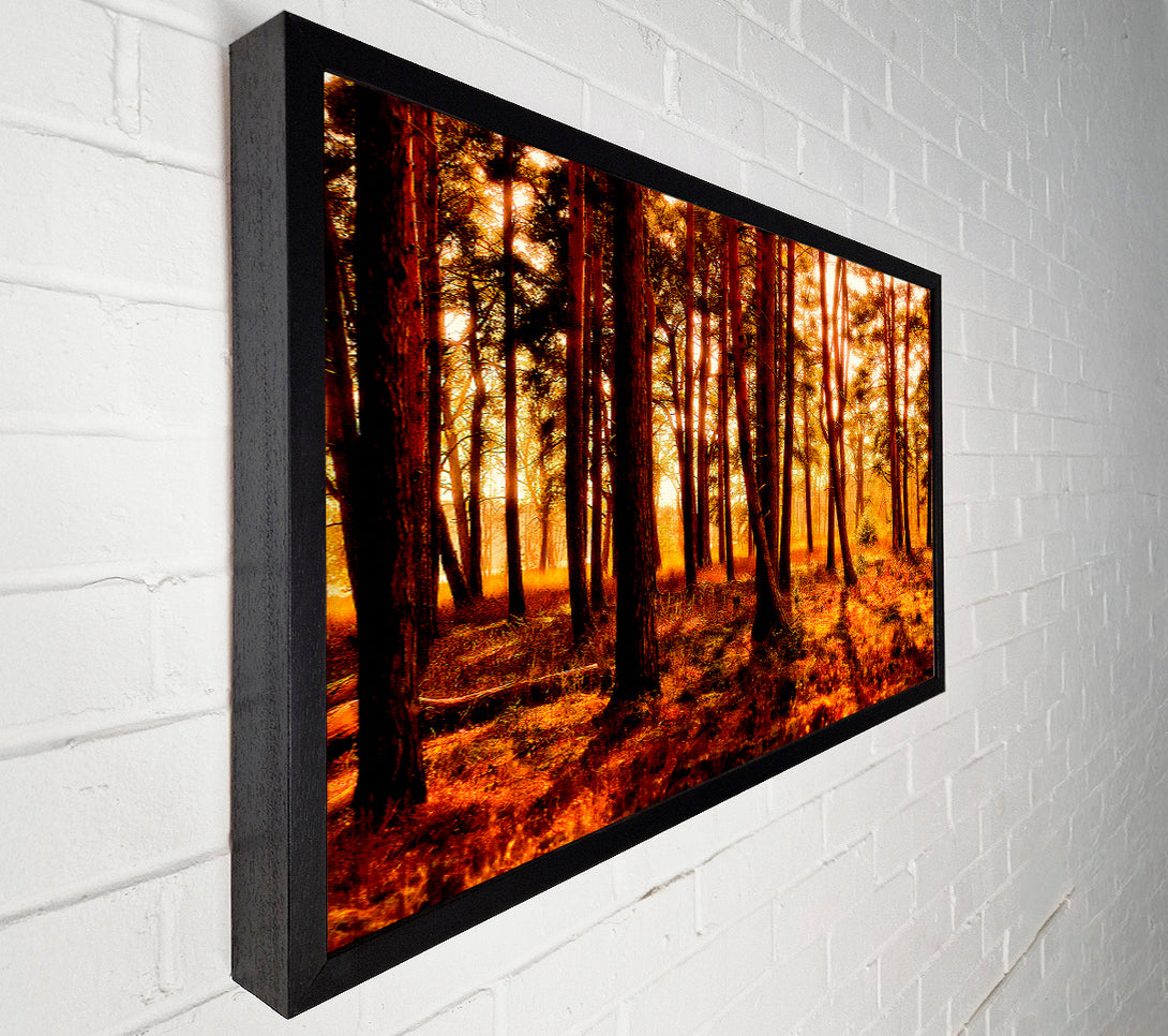  A Canvas Print of Woodlands Morning Shadows Canvas Art