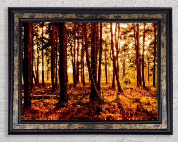 Woodlands Morning Shadows Framed Print