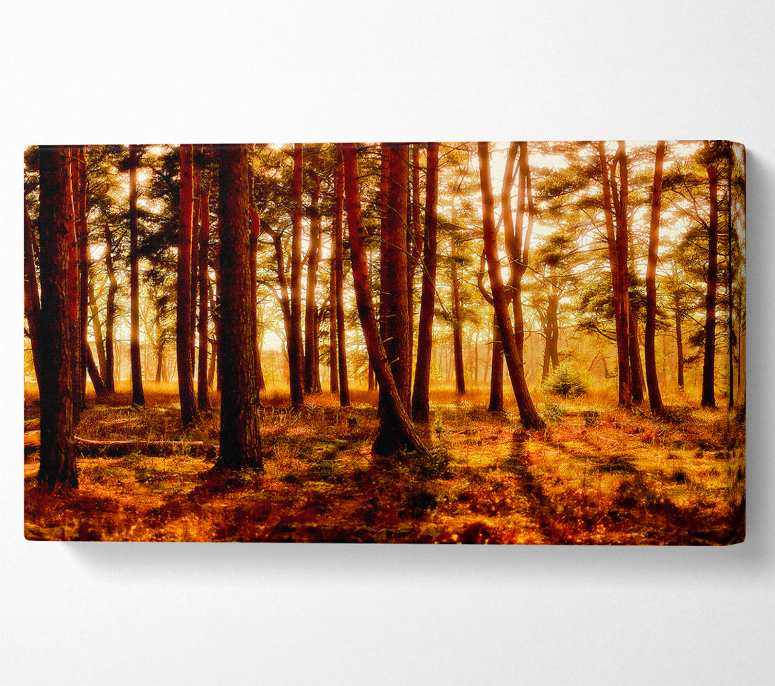 A Canvas Print of Woodlands Morning Shadows Canvas Art