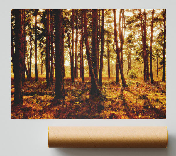 Woodlands Morning Shadows Poster