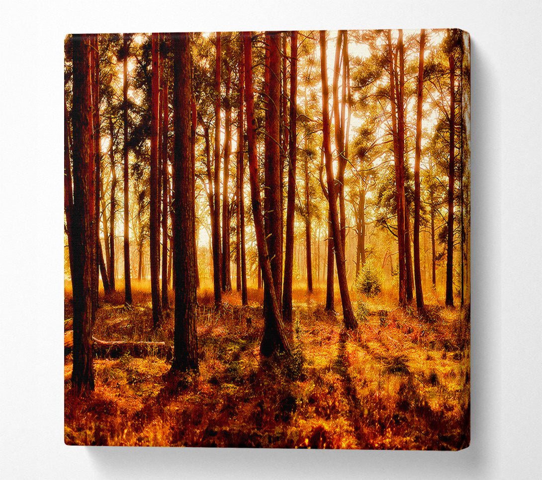  A Canvas Print of Woodlands Morning Shadows Canvas Art