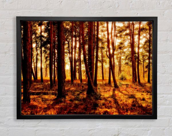 Woodlands Morning Shadows Framed Print