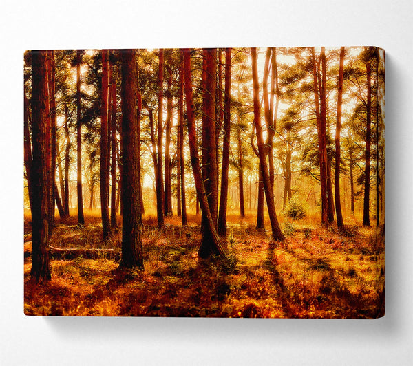  A Canvas Print of Woodlands Morning Shadows Canvas Art