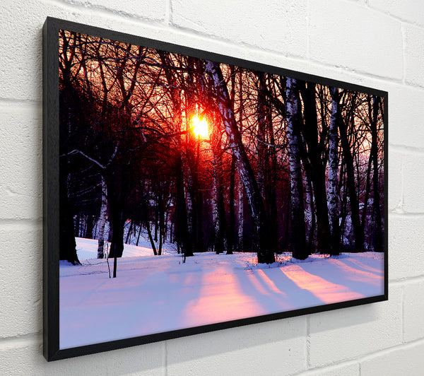 Winter Woodland Sun