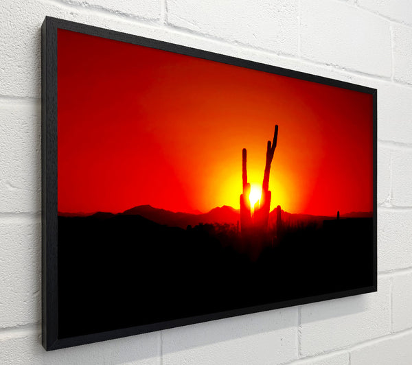 Cactus In Sunlight