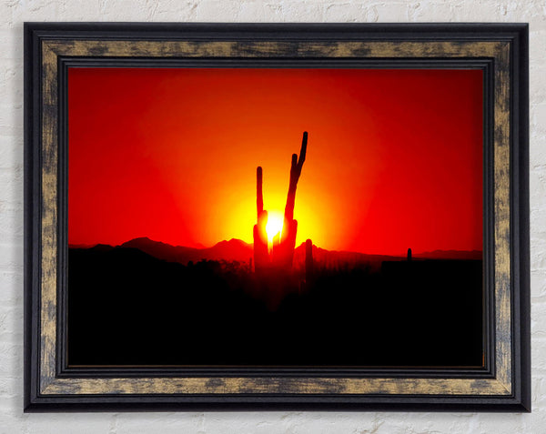 Cactus In Sunlight Framed Print