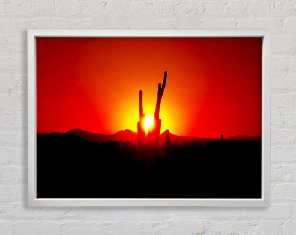 Cactus In Sunlight Framed Print