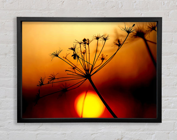 Sunset Through The Reeds Framed Print