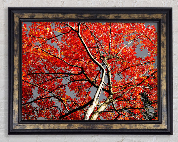 Red Tree Giant Framed Print
