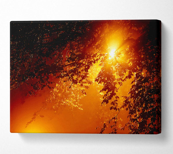  A Canvas Print of Stunning Sun Through The Leaves Canvas Print