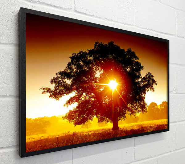 Sun Through The Tree
