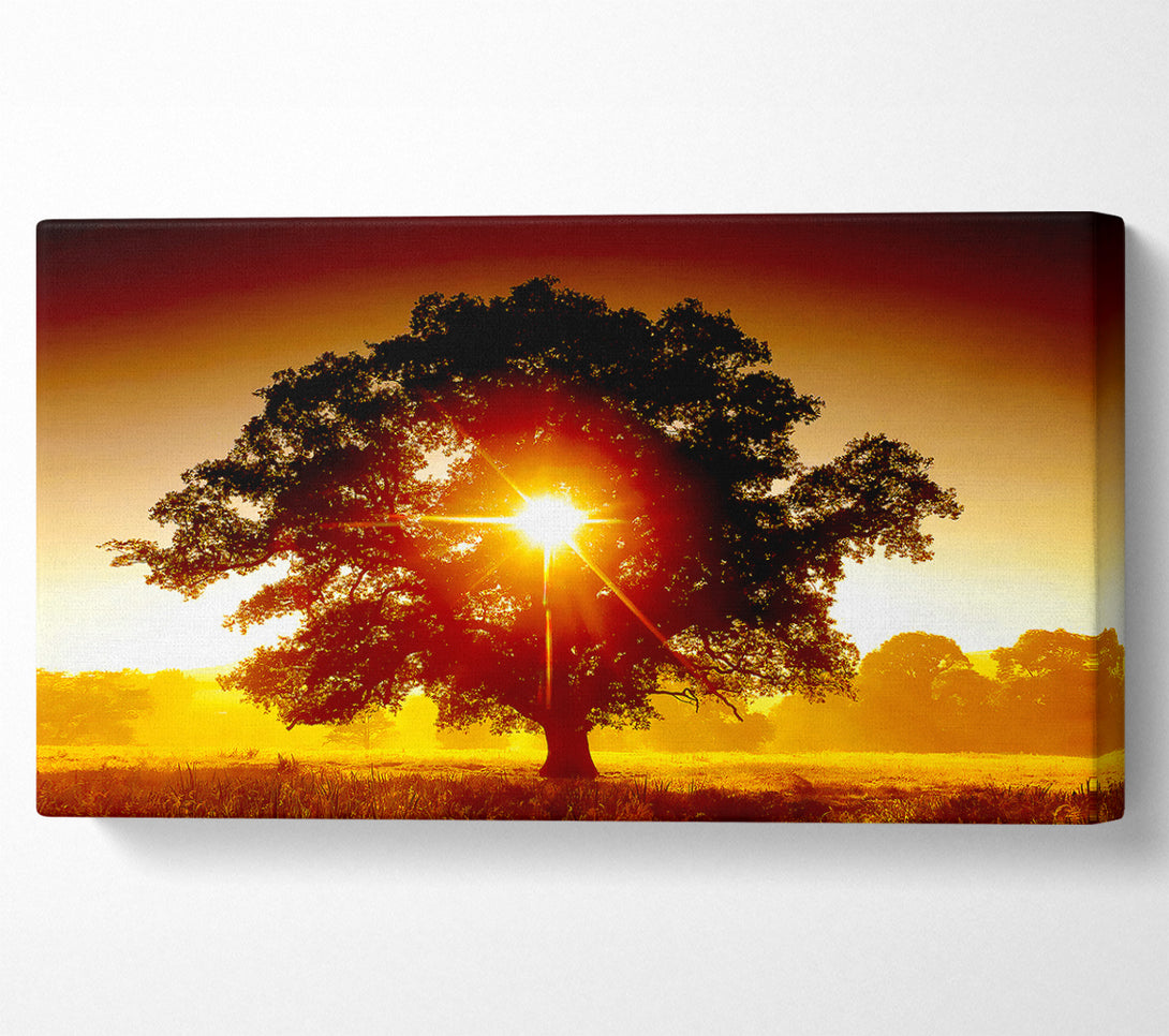 A Canvas Print of Sun Through The Tree Canvas Print