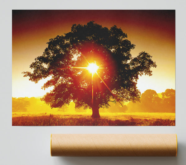 Sun Through The Tree Poster
